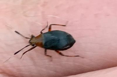 <i>Capsus ater</i>