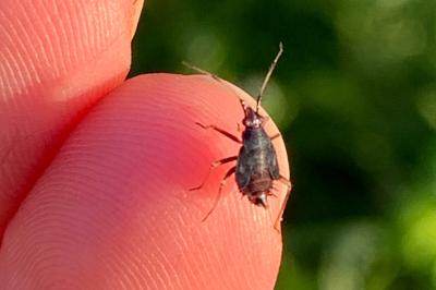 <i>Deraeocoris ruber</i>