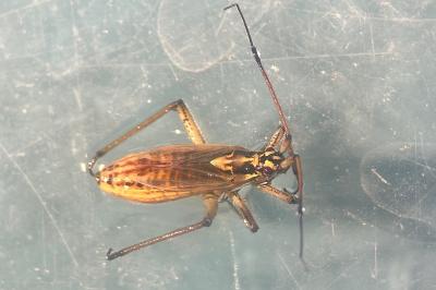 <i>Leptopterna dolabrata</i>