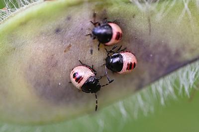 <i>Piezodorus lituratus</i>