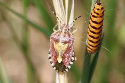 <i>Dolycoris baccarum</i>