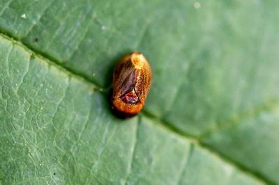 <i>Penthimia nigra</i>