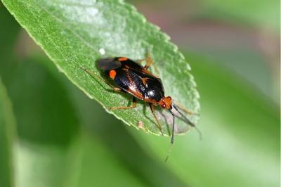 <i>Deraeocoris ruber</i>