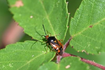 <i>Deraeocoris ruber</i>