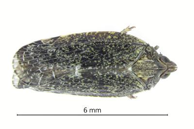 <i>Cixidia pilatoi</i>