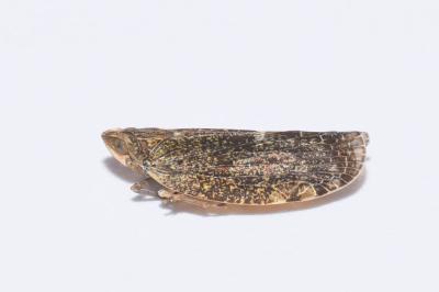 <i>Cixidia pilatoi</i>