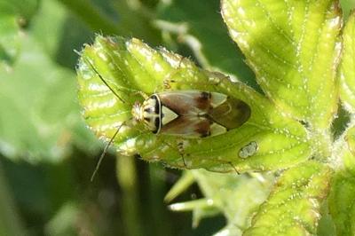 <i>Lygus pratensis</i>