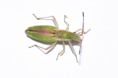 <i>Myrmus miriformis</i>