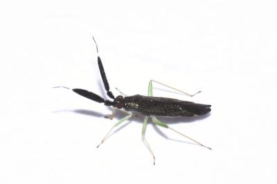 <i>Heterotoma planicornis</i>