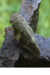 <i>Aphrophora alni</i>