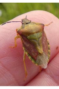 <i>Carpocoris purpureipennis</i>