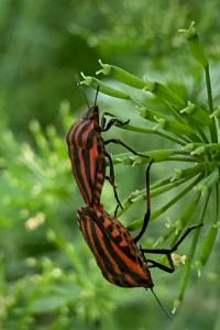 <i>Graphosoma italicum</i>