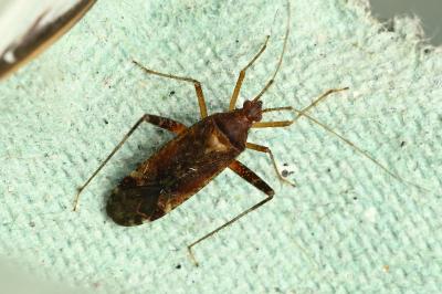 <i>Phytocoris</i>