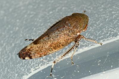 <i>Fieberiella florii</i>