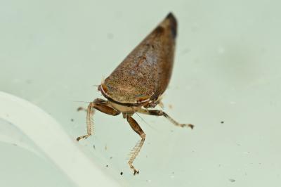 <i>Fieberiella florii</i>