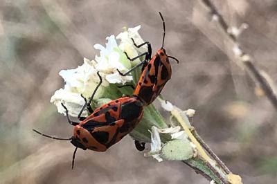 <i>Eurydema ornata</i>