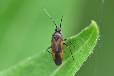<i>Plagiognathus arbustorum</i>