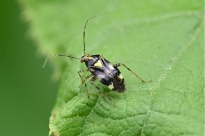 <i>Liocoris tripustulatus</i>