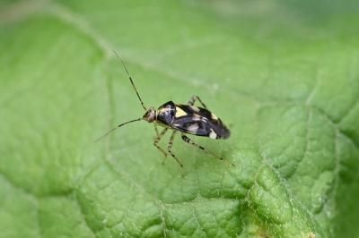 <i>Liocoris tripustulatus</i>