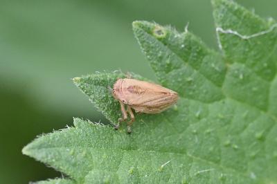 <i>Philaenus spumarius</i>