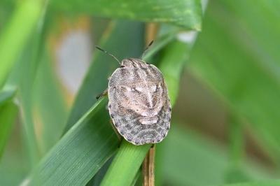 <i>Eurygaster testudinaria</i>