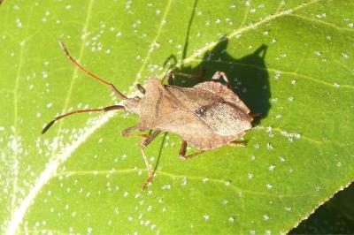<i>Coreus marginatus</i>