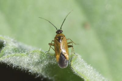 <i>Plagiognathus arbustorum</i>