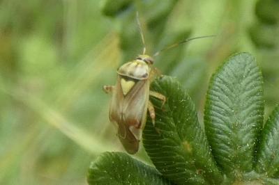 <i>Lygus pratensis</i>