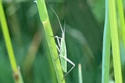 <i>Megaloceroea recticornis</i>
