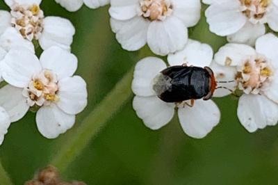 <i>Geocoris erythrocephalus</i>