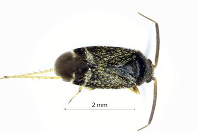 <i>Criocoris crassicornis</i>