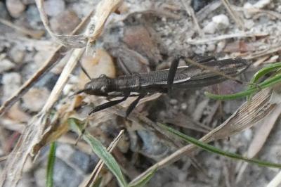 <i>Micrelytra fossularum</i>