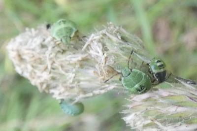 <i>Palomena prasina</i>