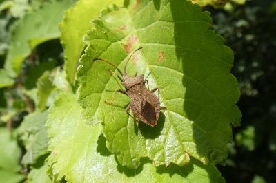 <i>Coreus marginatus</i>