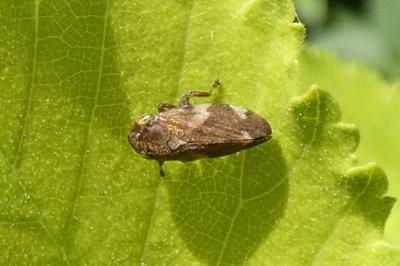<i>Aphrophora alni</i>