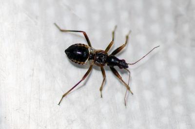 <i>Himacerus mirmicoides</i>
