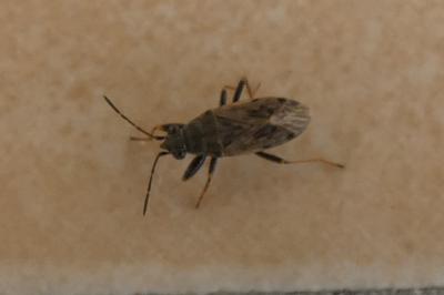 <i>Peritrechus gracilicornis</i>