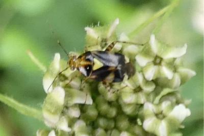 <i>Liocoris tripustulatus</i>