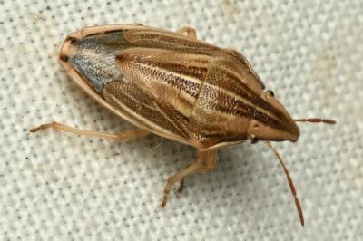 <i>Aelia acuminata</i>