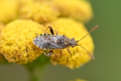 <i>Stictopleurus</i>