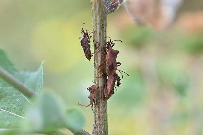 <i>Coreus marginatus</i>