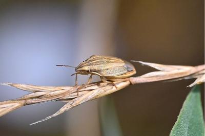 <i>Aelia acuminata</i>