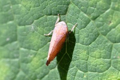 <i>Fieberiella florii</i>