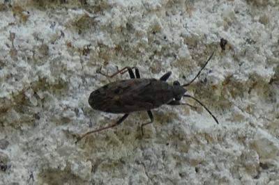 <i>Peritrechus gracilicornis</i>