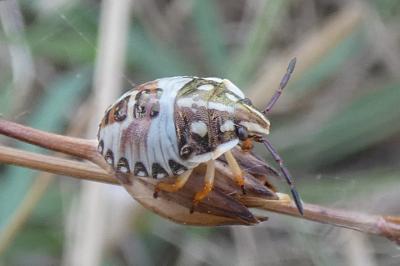 <i>Carpocoris purpureipennis</i>
