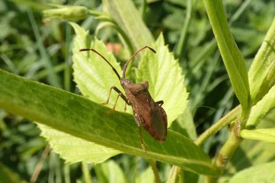 <i>Coreus marginatus</i>