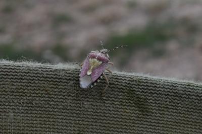 <i>Dolycoris baccarum</i>