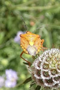 <i>Carpocoris purpureipennis</i>