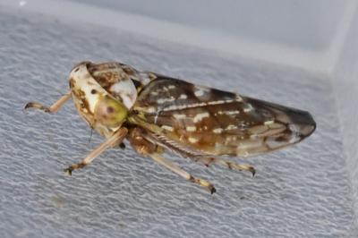 <i>Acericerus</i>