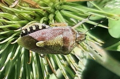 <i>Dolycoris baccarum</i>